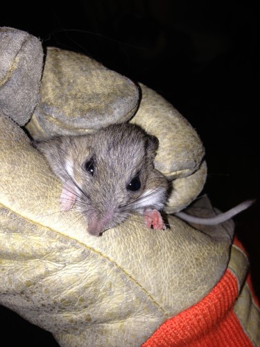 This is a mouse that one of my cats brought in last night from the cold.  It was a catch and release program.  They are more interested in the catch than the eating it seems.