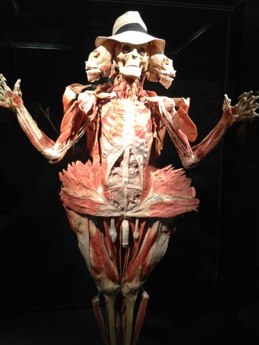 This is an example of the Body World show.  It wasn't nearly as gruesome as you might imagine.