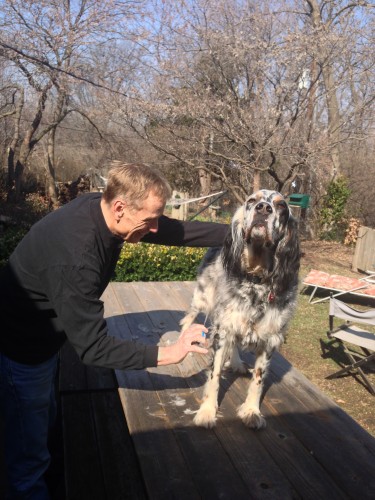 Here is Dennis cooling down his dog Hawkeye on the picnic table.  It's been pretty nice the last couple days, in the 60's and Hawk is used to cold Wisconsin temperatures.