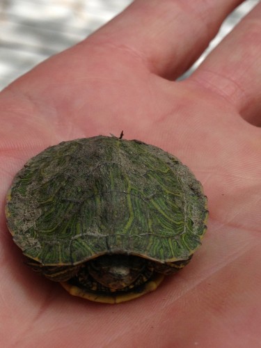 I did have the good fortune of finding this small turtle on the bike path on the way to White Rock.  I dropped him into the creek.