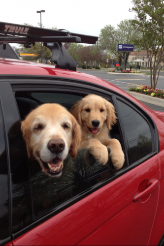 Stanley and Lulu on an outing.  