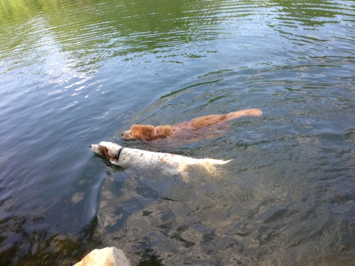 Bromont and Stanley swimming at the dog park on Redbud.