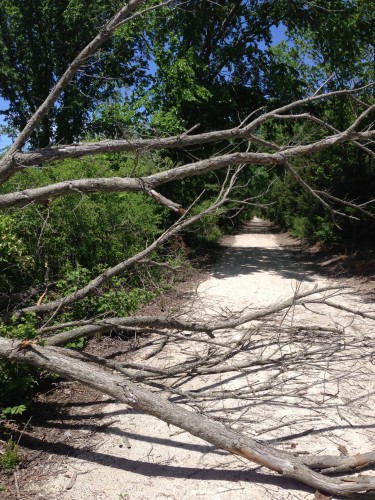 One of the trees down on the trail.  I guess it was fortuitous that I didn't get smashed by this one.