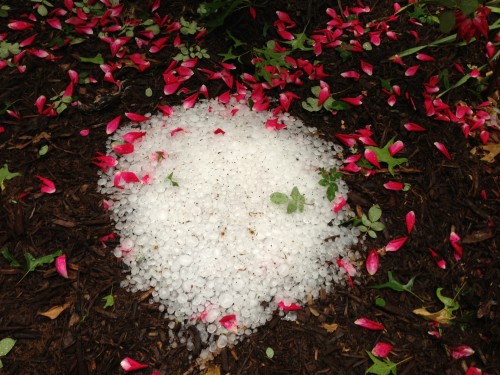 This pile of hail was still in my front yard at noon yesterday.