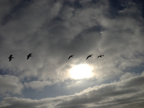I love watching the pelicans glide back and forth down the coast.  They fly so effortless.