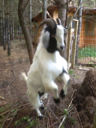 My friend George Welk's goat.