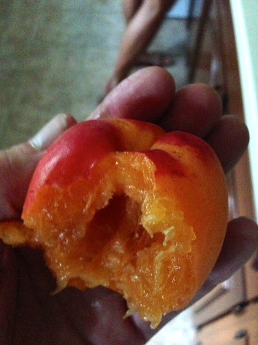 The huge apricot.  Pretty great.