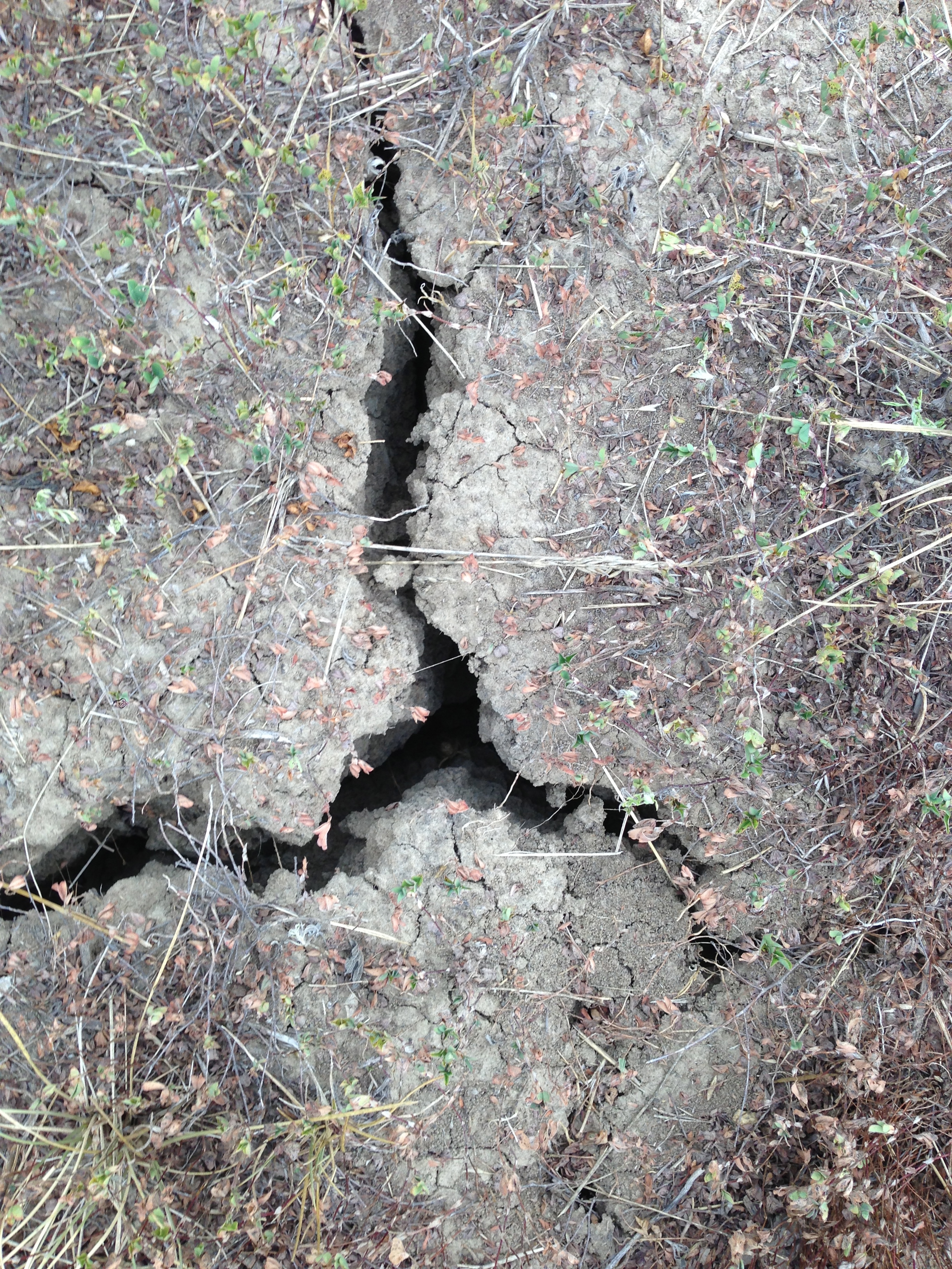 The ground is cracking because of the lack of rain.