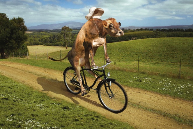 cow-on-bike1