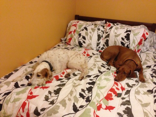 No place for me to sleep with Bromont and Jack hogging the bed.