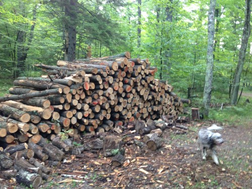 Wood pile for after the race.  10 loggers cords.  It is really nice oak.  We'll see how my shoulder and hand like this.