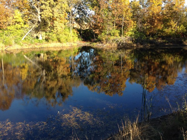 I like it when leaves fall into ponds.  It seems like they are suspended in place and it changes the color of the water.