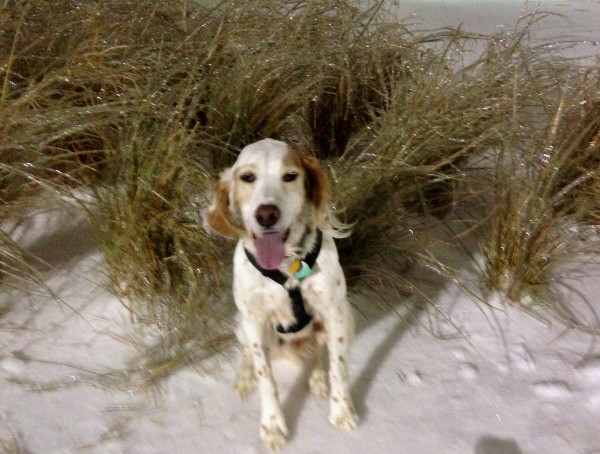 Bromont all tuckered out from his coyote chase, looking all happy in front of the frozen grass.