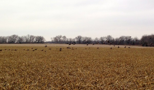 Here is the first flock of turkeys.  If you enlarge the picture, by clicking, so you see how many are already flying.