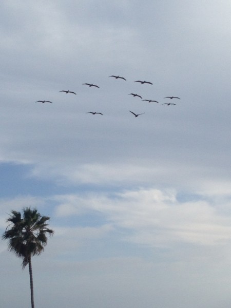 These pelicans were flowing me up and down the coast the other day.