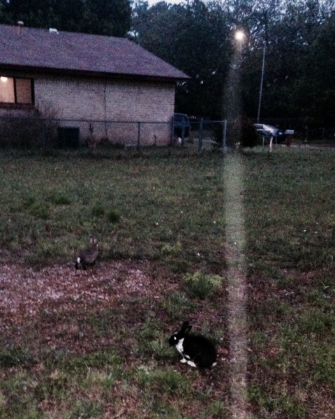 I saw these rabbits, at dusk, on the way back.  I walked right up to the black and white one, could have picked him up.  