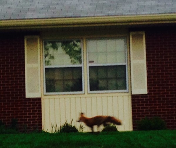 The fox in the morning.
