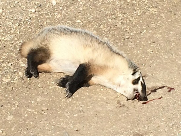 I don't usually put pictures of dead animals on here much, but you don't see many badgers in Kansas.