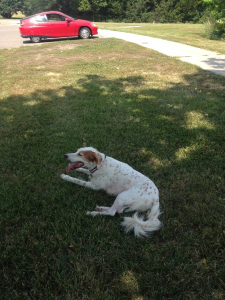 Bromont likes to find the shade on his "walks". 