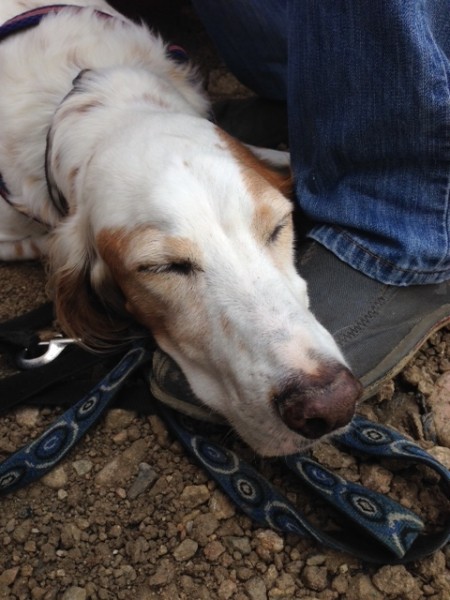 Bromont got tired by mid-day on Saturday.  He used my shoe for a pillow.