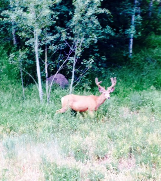 This guy was standing by the road riding back up to the house yesterday.