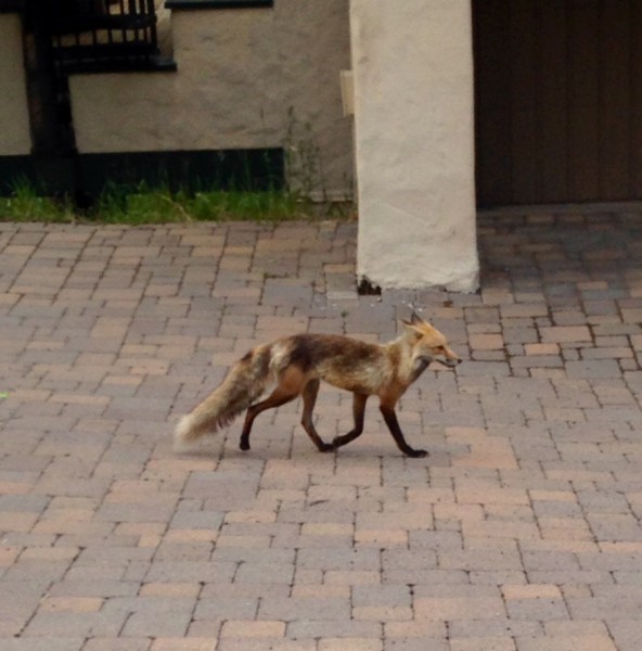This fox was walking across the street last evening.