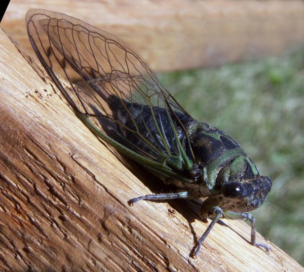 cicadas