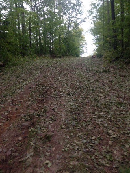 There are tons of leaves on the first section of Birkie trail. 