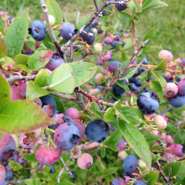 You can still pick blueberries here still.