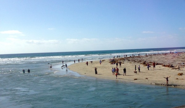 Dog beach, in Del Mar, was pretty crowded yesterday.