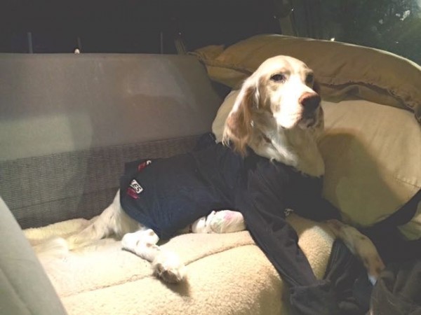 Bromont had the full back seat, but came up to the front and did his lap dog thing instantly.  We got him a long sleeve t-shirt at a thrift store in Fort Collins to stop him from licking.