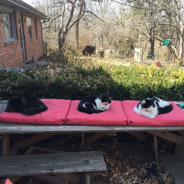 Some of our cats are enjoying the warm weather.