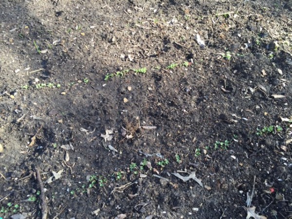 The early season vegetables are already up.