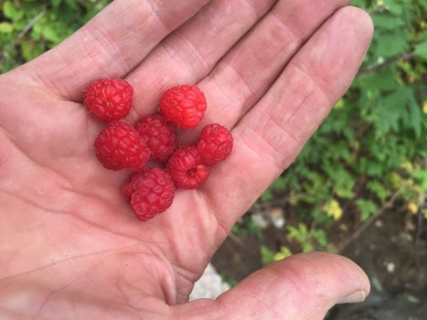 We stopped and picked wild raspberries along the trail.