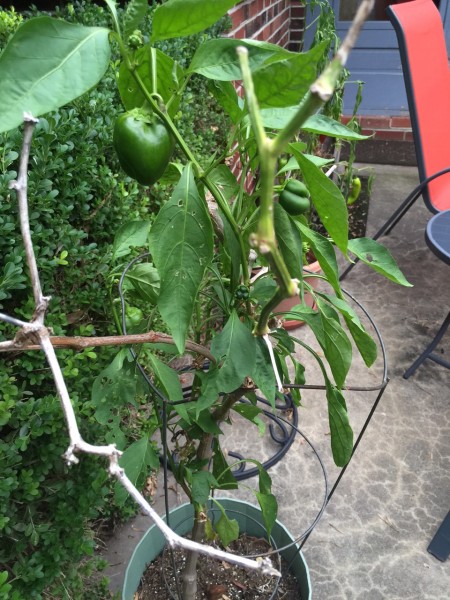 We've had this green pepper plant for 4 years now. We used to plant it back outside in the garden, but now just leave it in its pot and move it back inside in the winter. It still produces peppers. Weird.