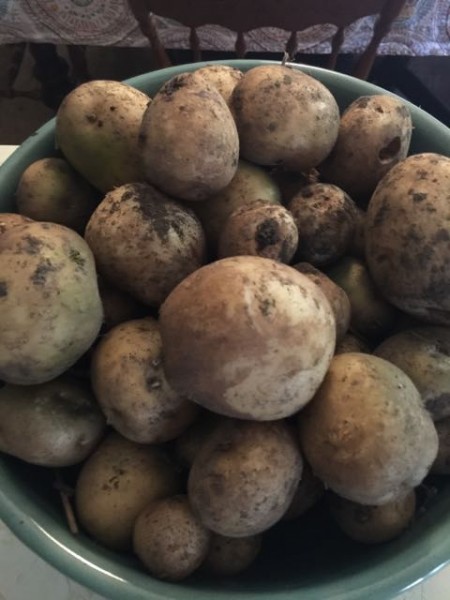 Trudi dug up a bunch of potatoes yesterday after riding. I though they would all be bigger.