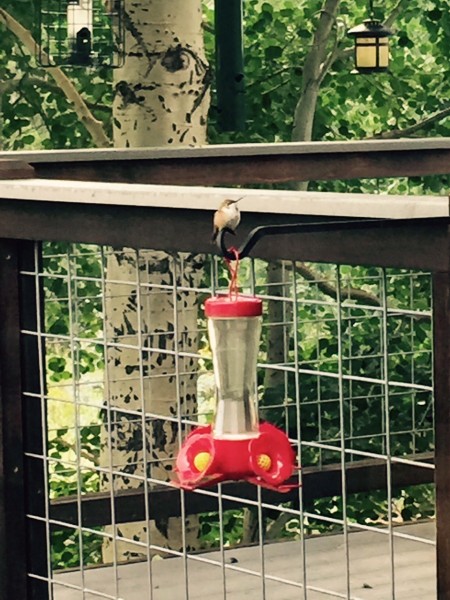 This hummingbird is a little nectar hog.  He sits on top of the feeder and guards it all day.