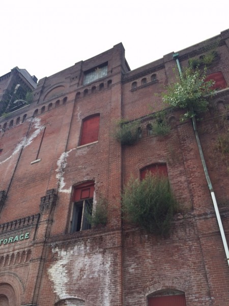 This building was just off the course. There are so many huge, brick building in St. Louis. This one is obviously abandoned. I have never seen trees growing out of brick before.