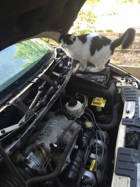 I've been doing a some car work, as long as my ankles can stand it.  Fran was helping me yesterday.