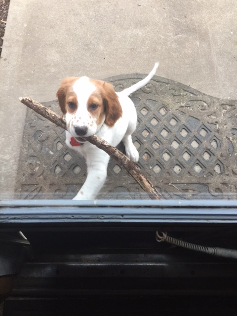 Tucker is still a little mixed up on how to get the big sticks in their the pet door.