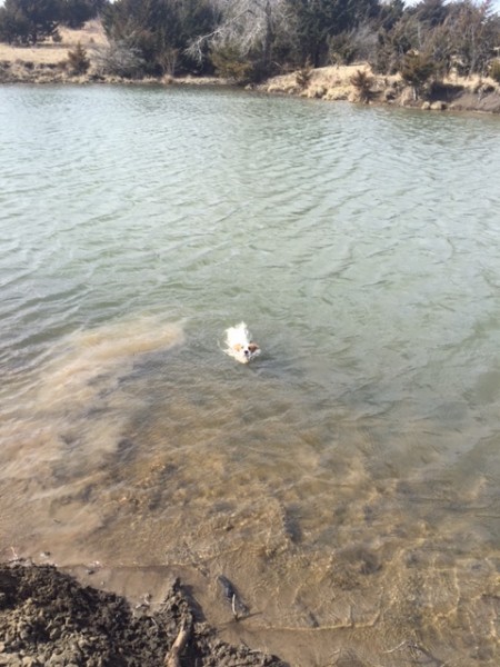 We took Tucker out to the country and this was his first encounter with a pond or lake.  He did a little sniffing around, walked up the bank, turned around and ran full speed into it and started swimming out.  He soon realized he didn't have any idea what he was doing, turned around and swam back to the shore.