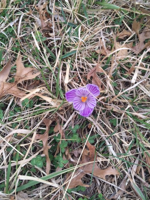 I saw this lone flower out in a field when walking Tucker.