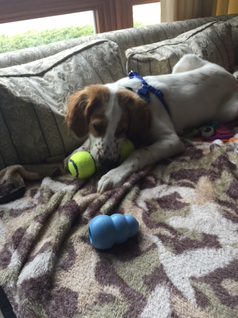 Tucker has a real lot of toys.