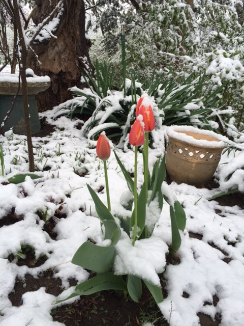 Easter snow on the tulips.