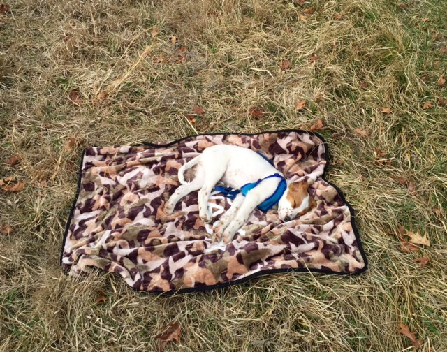 Tucker was done by the time we finished on Sunday. He is on a Duck Dynasty blanket. I'm not sure where that came from.