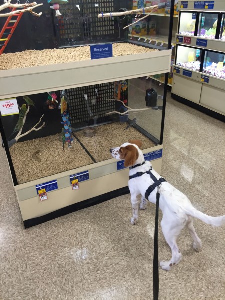 We stopped at a Petsmart to get Tucker a chew toy.  He was fascinated by the birds of course.
