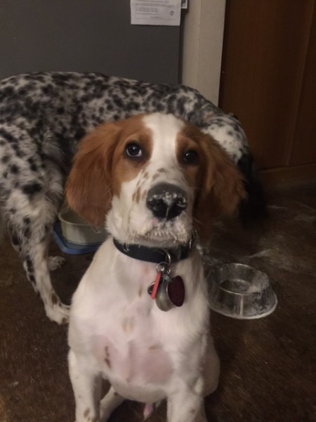 Tucker looking cute with the extra pizza flour on his nose.