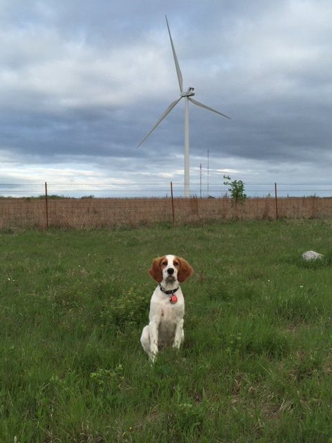 Tucker posing for being the TradeWind Energy calender puppy.