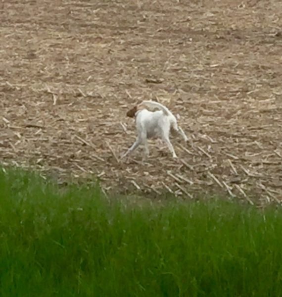 Tucker seemed all legs yesterday in a corn field in Central Iowa we stopped at. He likes chasing birds some to stretch his legs.