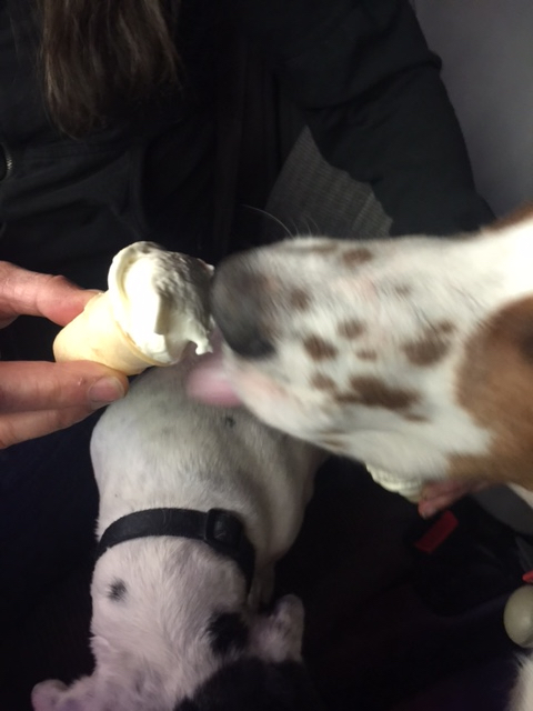 Tucker had his first doggie cone yesterday.  He loved it as much as Bromont did.